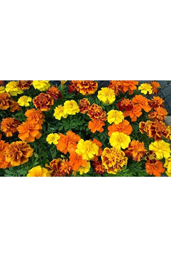 Fransız Kadife Çiçeği Tohumu Bodur Petite Serisi Karışım Tagetes
