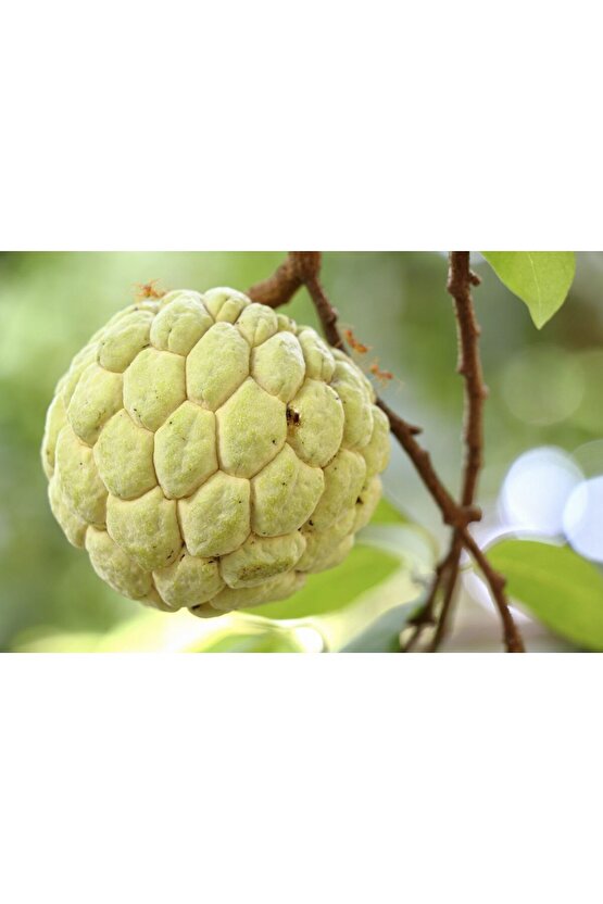 3 Adet Tropikal Tatlı Şeker Elma ( Sugar Apple ) Tohumu