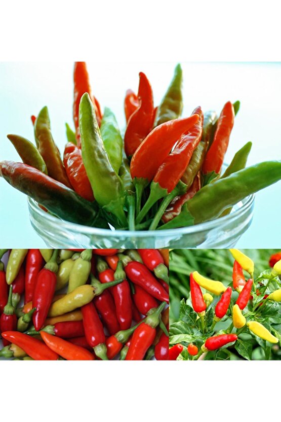 Tabasco acı biber tohumu