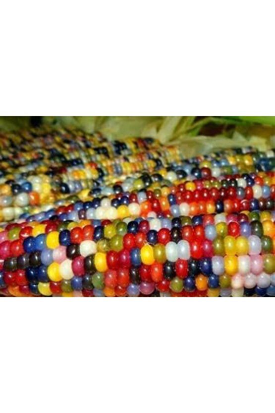 20 Adet Renkli Mısır Tohumu