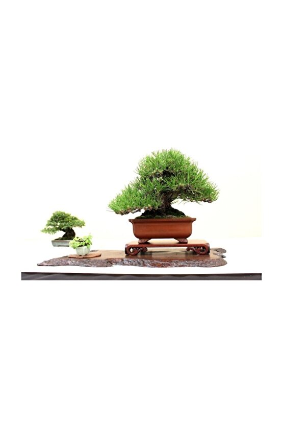 Fıstık Çamı Bonsai Ağacı Tohumu 2 Adet Bonsai Ağacı Tohumu