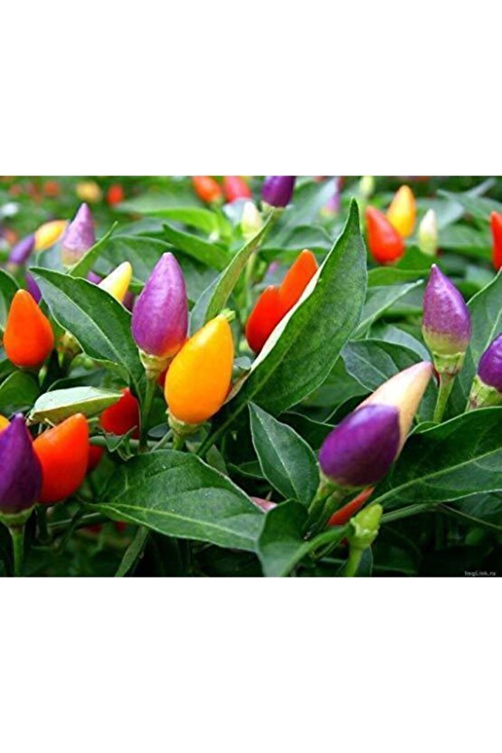 Tohumculuk Rengarenk Yediveren Süs Biberi Tohumu (50 Tohum)