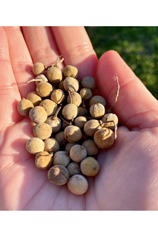 Bahçenize Özel 5 Adet Ihlamur Tohumu – Hoş Kokulu Ihlamur Ağacı İçin