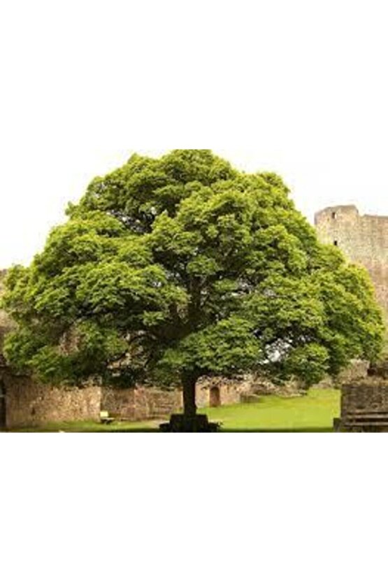 5 Adet Tohum Nadir Ihlamur Ağacı Tohumu Ihlamur Ağacı Sürpriz Hediye Tohumla Birlikte Gönderilir