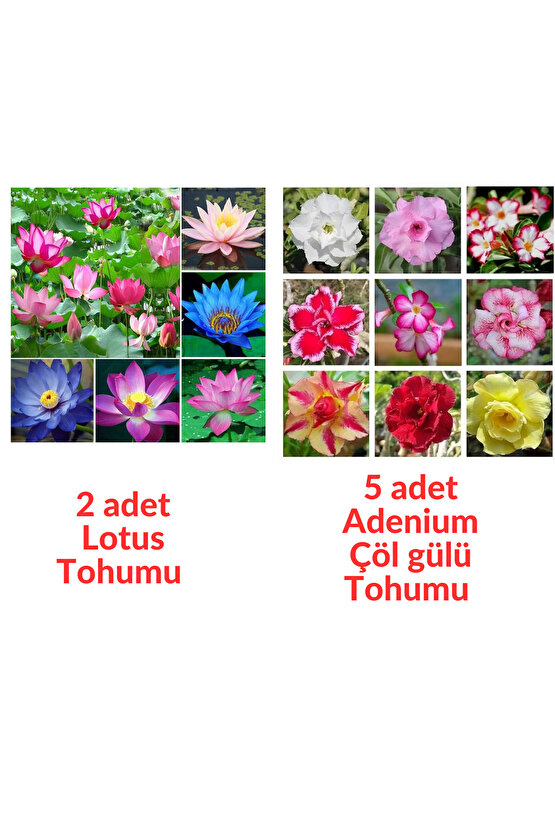 2 Adet Karışık Renklerde Lotus (Nilüfer) Çiçeği Tohumu - 5 Adet Adenium Çöl gülü Tohumu (7 tohum)
