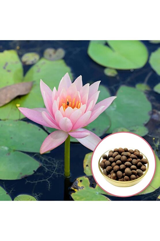 3 Adet Karışık Renklerde Lotus (Nilüfer) Çiçeği Tohumu