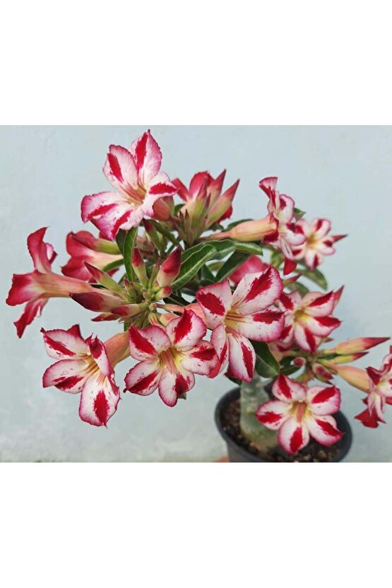 5 Adet Karışık Renklerde Adenium Çöl Gülü Tohumu
