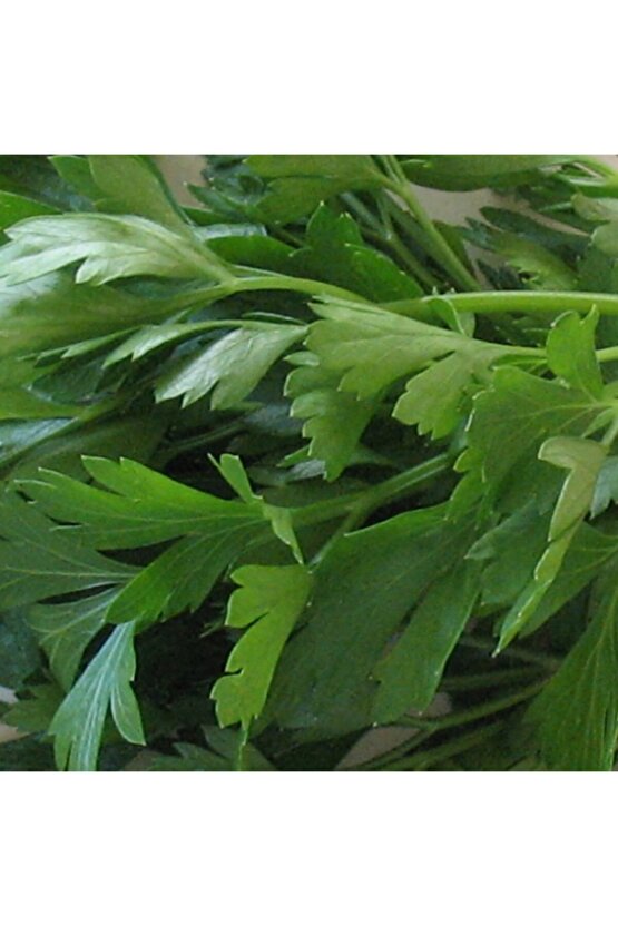 Maydonoz 25 Gram Tohum