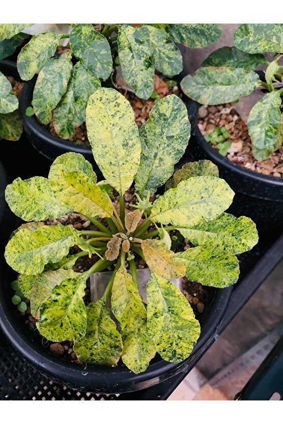 10 Adetlik Paketlerde Karışık Dorstenia Tohumları (horwodoii,crispa Yellow Spotted,foetida Ssp)