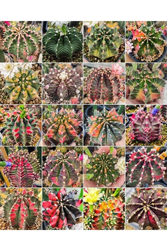 100 Adet Tohum Kaktüs Gymnocalycium Gymno Variegate Mix Karışık Tiger ,lb , Lb Hd, Pink Diamond