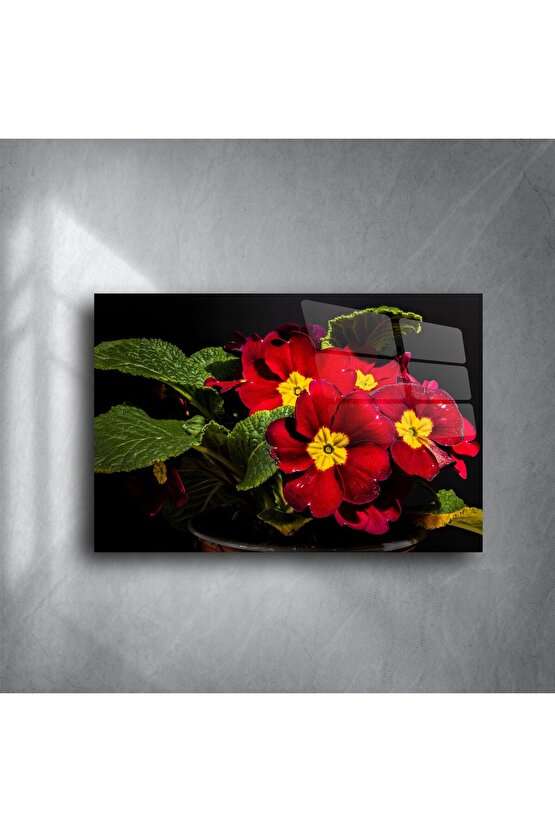 Kırmızı Primula Çiçekli Cam Tablo