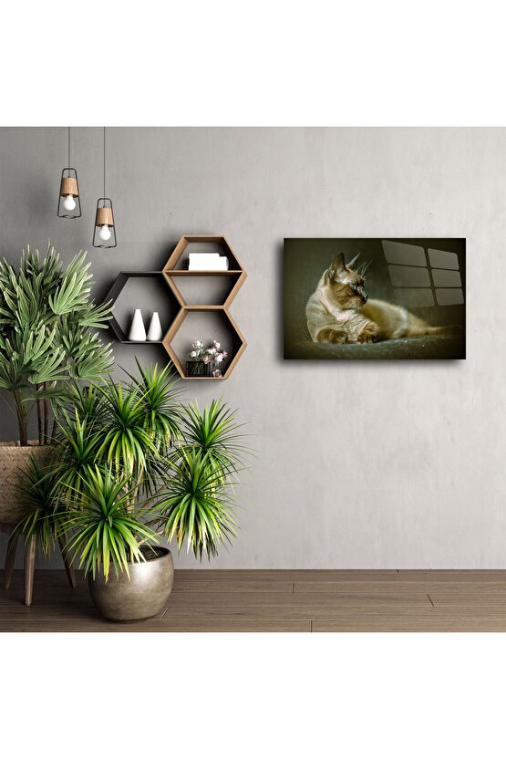 Siyam Kedisi Duvar Posteri