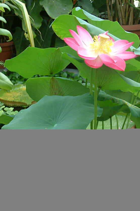 Greyzi Deri Fosil & Her Saate Uygun Saat Kordonu 24 mm kahve   (03)