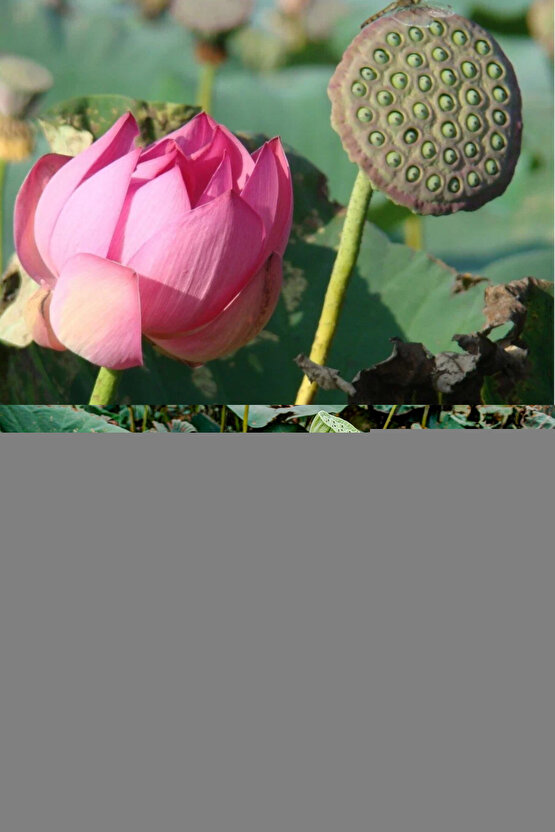 Greyzi Deri Fosil & Her Saate Uygun Saat Kordonu 24 mm kahve   (03)