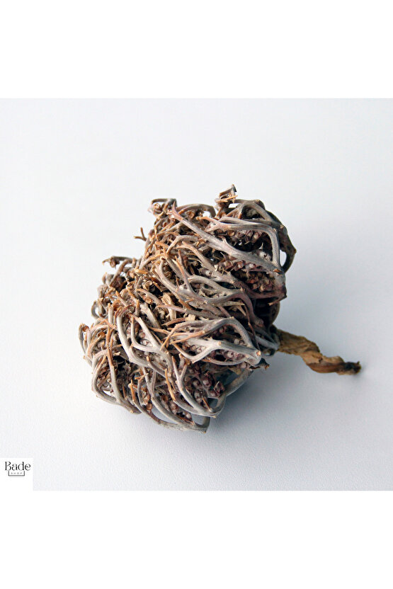 3 Adet Meryem (MERYAM) Ana Eli Otu - Fatma Ana Eli Otu (ANASTATİCA HİEROCHUNTİCA) Kolay Doğum Için