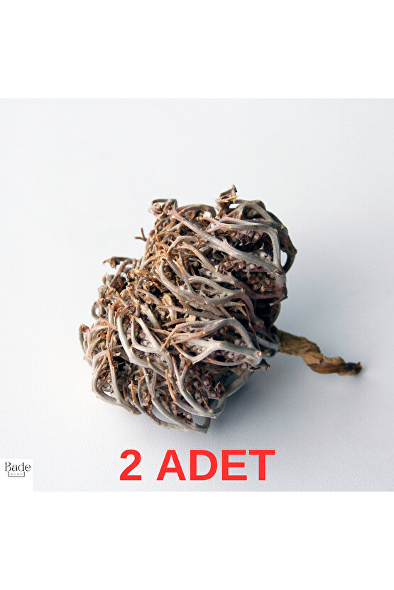 2 Adet Meryem (MERYAM) Ana Eli Otu - Fatma Ana Eli Otu (ANASTATİCA HİEROCHUNTİCA) Kolay Doğum Için