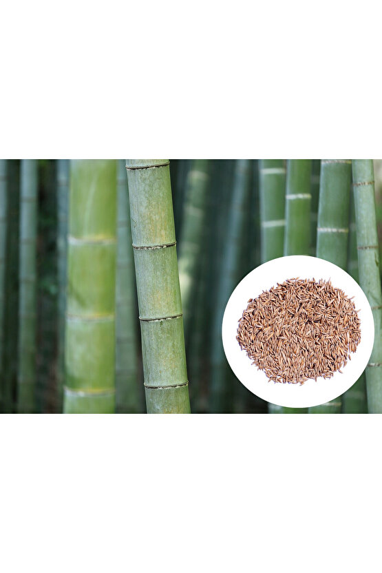 Şans Bambusu Tohumu - lucky bamboo - 5 adet taze tohum