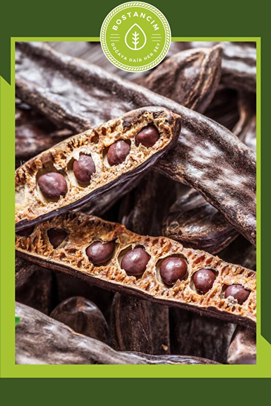 Harnup-keçiboynuzu Tohumu (15 Adet)