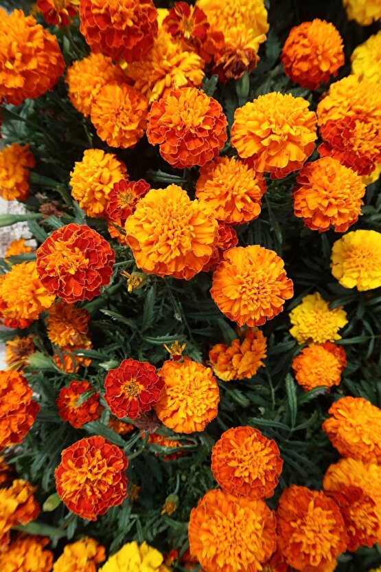 Fransız Kadife Çiçeği Tohumu Bodur Petite Serisi Karışım Tagetes