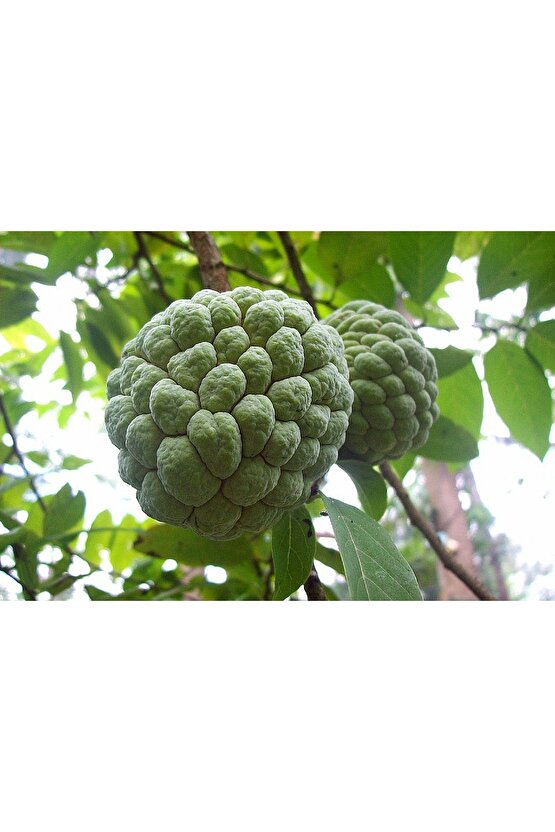 3 Adet Tropikal Tatlı Şeker Elma ( Sugar Apple ) Tohumu