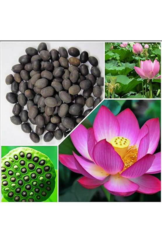 1 adet lotus tohumu - Lotus Çiçeği (Nilüfer) Su Altı Torf Karışımı Toprağı (1 LT Toprak) hediyeli