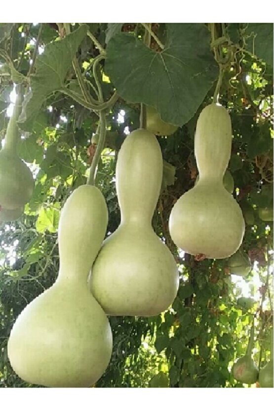 Su Kabak Tohumu - 25 Adet