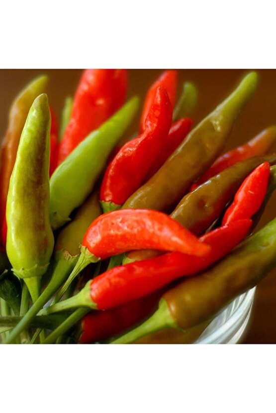 Tabasco acı biber tohumu