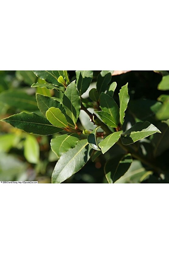 Defne Ağacı Tohumu