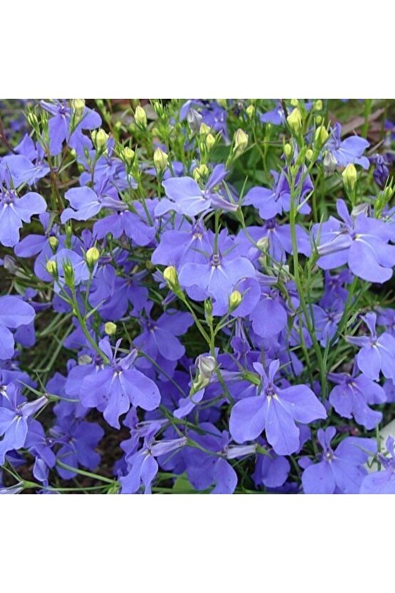 Mavi Linum Keten Çiçeği 25 Tohum