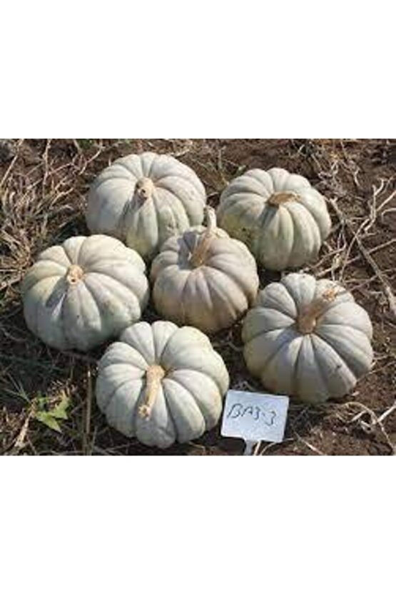 Kestane Kabağı Tohumu 5 Adet