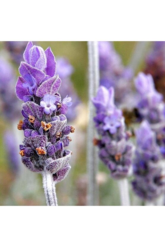 Doğal Karabaş Otu Tohumu - Lavandula Stoechas - Şifalı ve Aromatik Bitki Tohumu 50 Adet