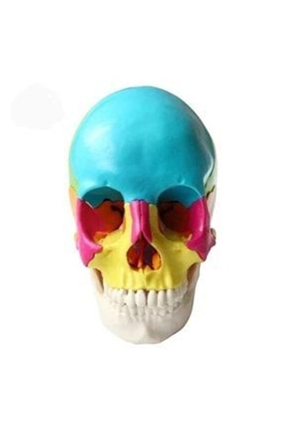 Kafa Maketi 22 ParçaNormal Boy Model 35