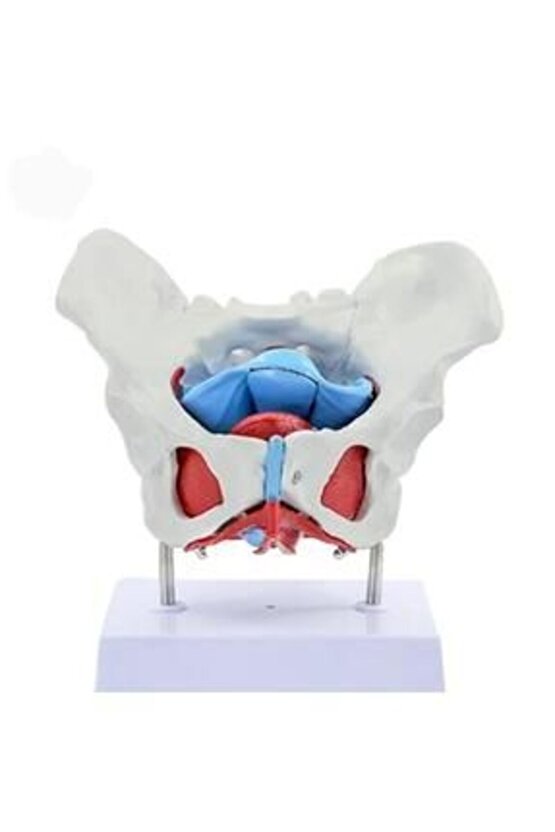 Pelvisli Pelvik TabanMaketi Model 44