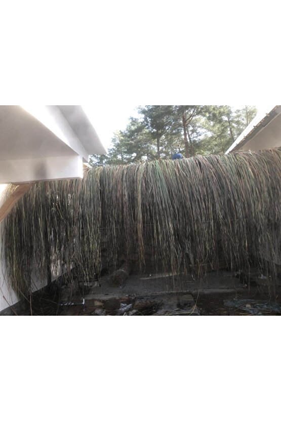 Dekoratif Doğal Püskül Otu, Saçak Otu  Saçak Otu Yükseklik 170 cm x Genişlik 2 Metre