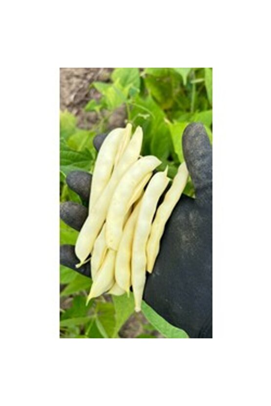 Sarı Fasulye Tohumu (30 adet) (Oturak)