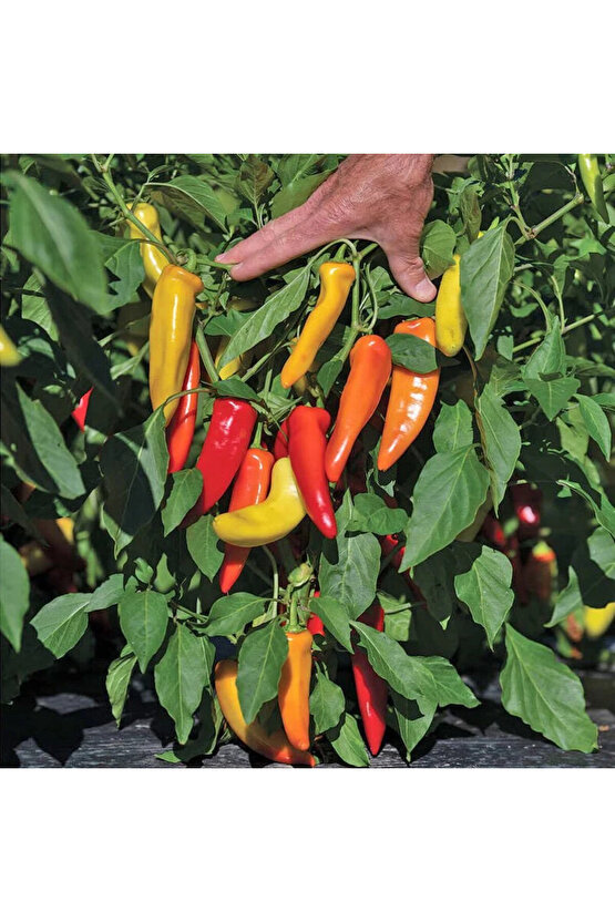 Tatlı sivri biber tohumu geleneksel macar mum biberi