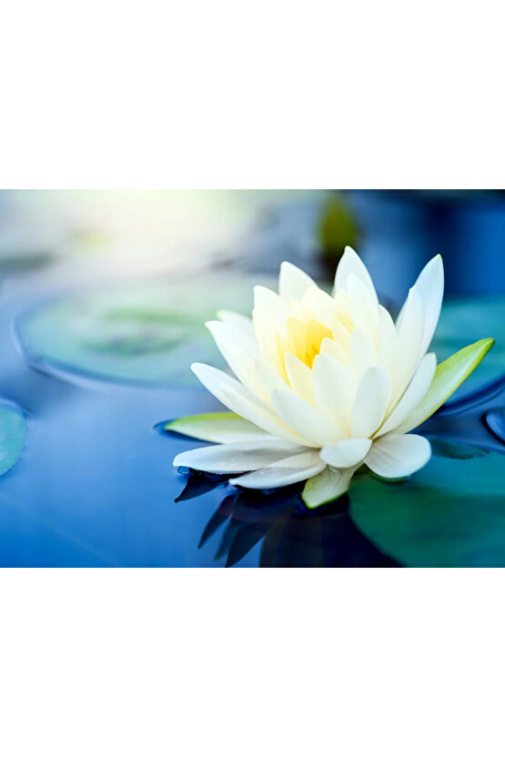 3 Adet Beyaz Renk Lotus (Nilüfer) Çiçeği Tohumu