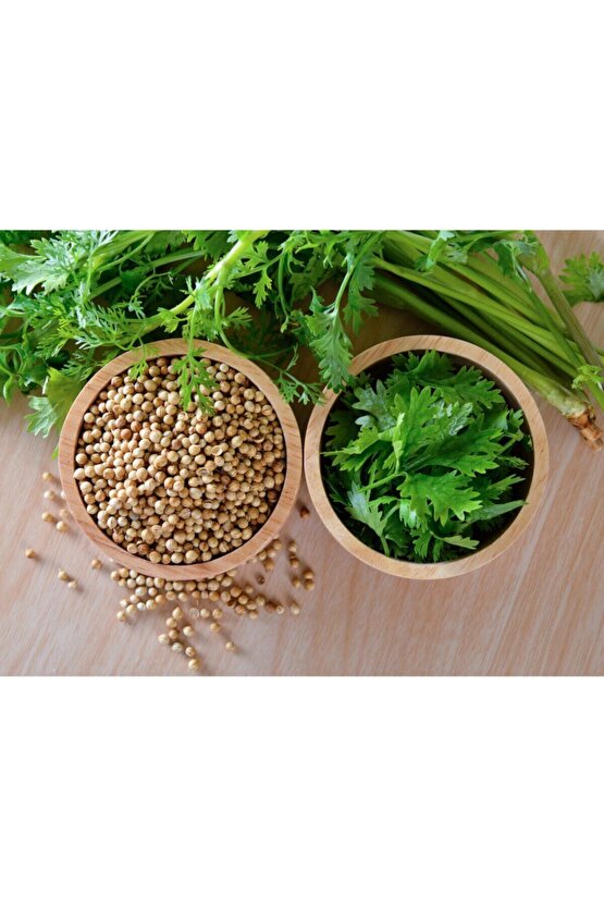 Şifalı Kişniş Tohumu Cilantro Coriandrum Sativum