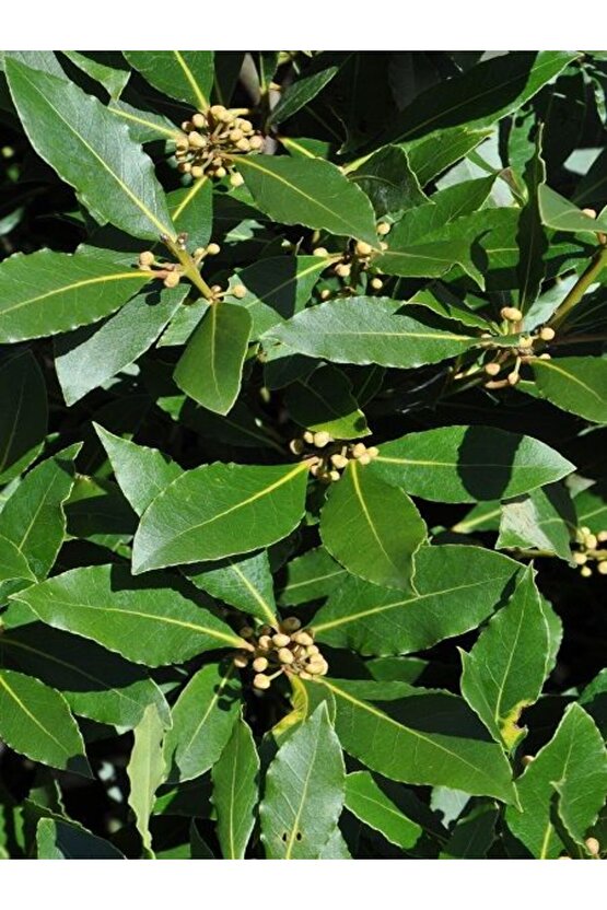 Defne Ağacı Tohumu