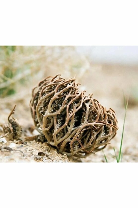 Meryem Ana Eli Otu ( Fatma Ane Eli Otu ) 50 Gr