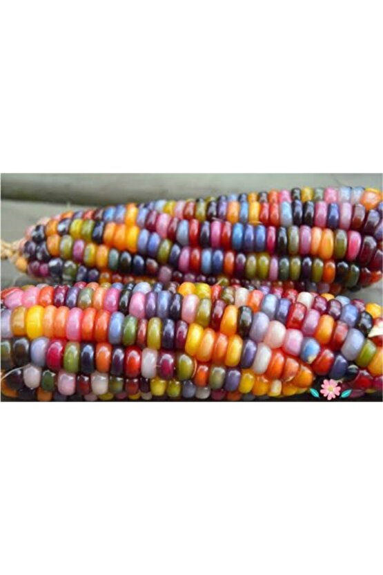 20 Adet Renkli Mısır Tohumu