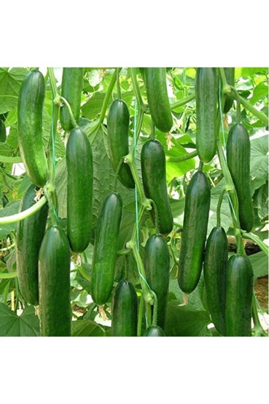 Geleneksel Çengelköy Hıyarı Erkenci Badem 20 Adet Salatalık Tohumu