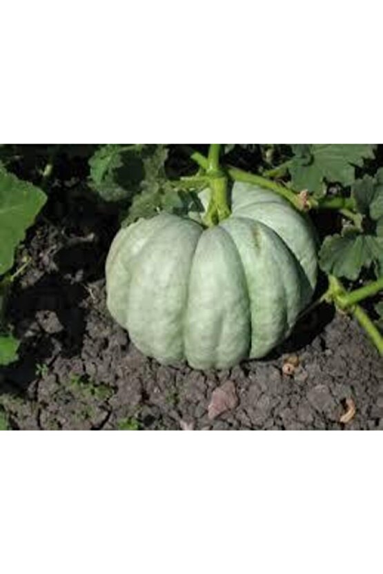 Kestane Kabağı Tohumu 5 Adet