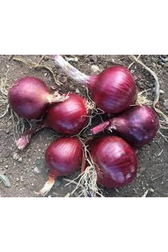 30 Adet Tohum Yerli Mor Soğan Tohumu Ata Tohum