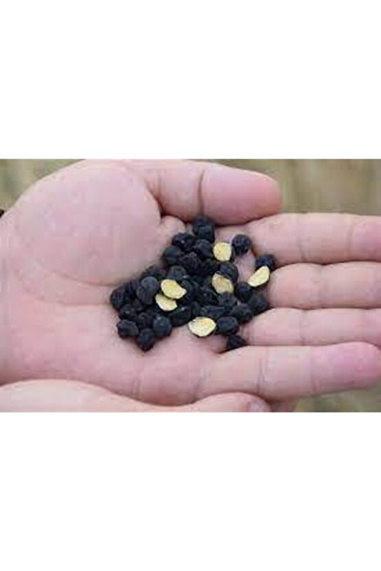 100 Adet Tohum Çok Nadir Bulunan Siyah Nohut Tohumu Faydası Saymakla Bitmez Kara Nohut