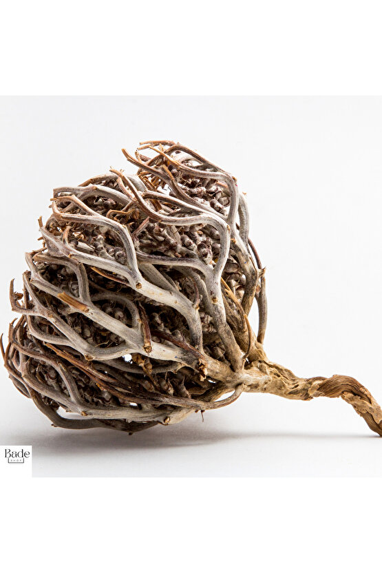 1 Adet Meryem (MERYAM) Ana Eli Otu - Fatma Ana Eli Otu (ANASTATİCA HİEROCHUNTİCA) Kolay Doğum Için