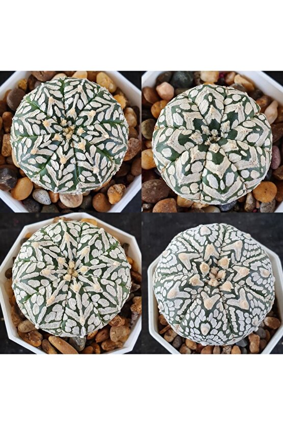 100 Adet  Karışık Kaktüs Tohumu (Gymnocalycium Gymno ve Astrophytum Astro )