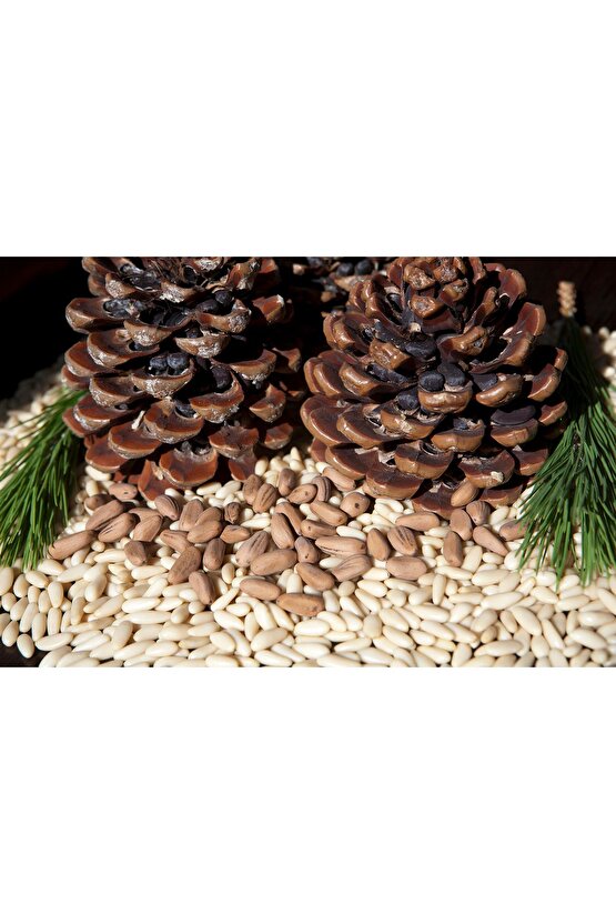 10 adet fıstık çamı ağacı tohumu - kozak fıstık çamı