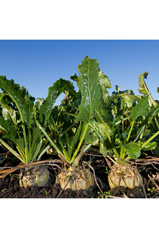 200 Adet Tohum - Yerli Doğal  Şeker Pancarı Tohumu