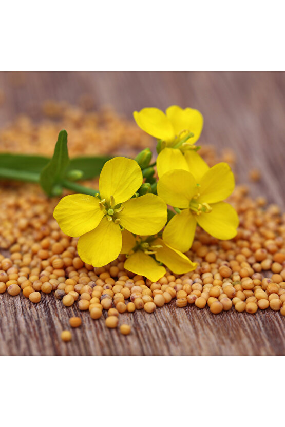 25 gr Doğal Sarı Hardal Tohumu - Taze ve Kaliteli